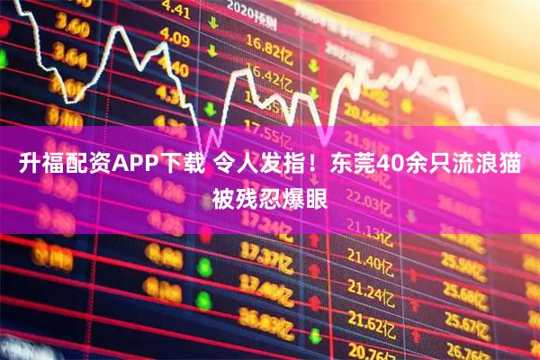 升福配资APP下载 令人发指!东莞40余只流浪猫被残忍爆眼